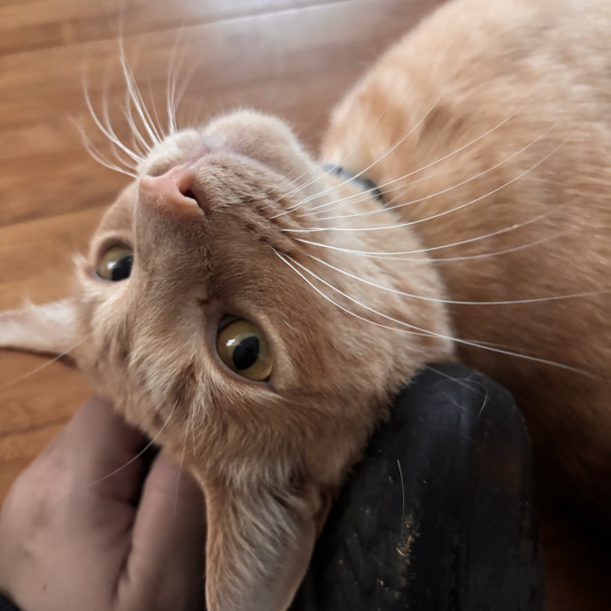 Your Kitties New Best Friend