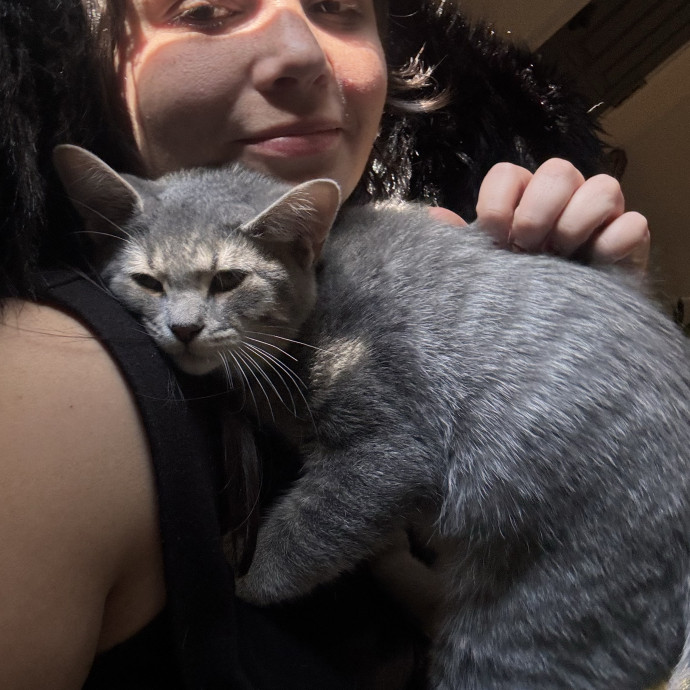 Your Kitties New Best Friend
