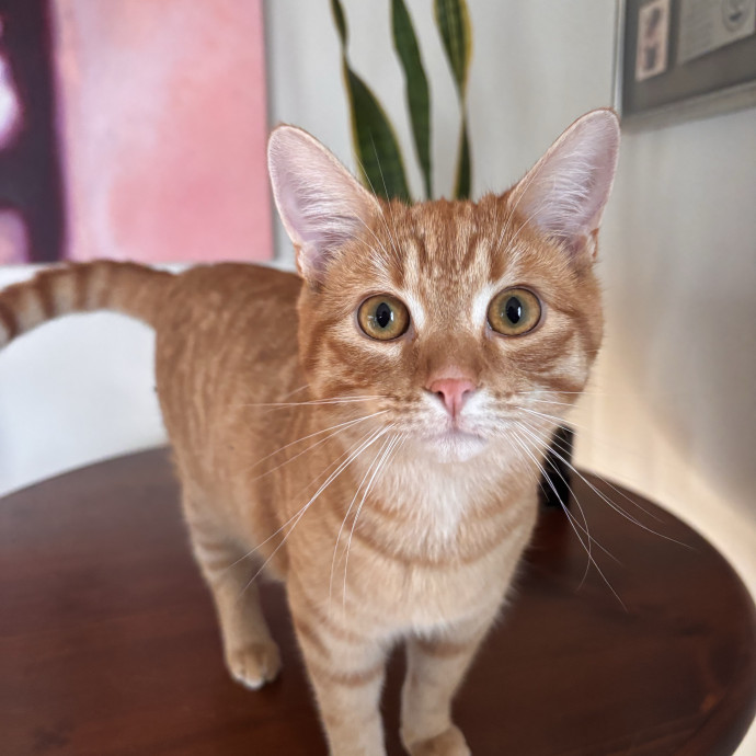 Your Kitties New Best Friend photo 3