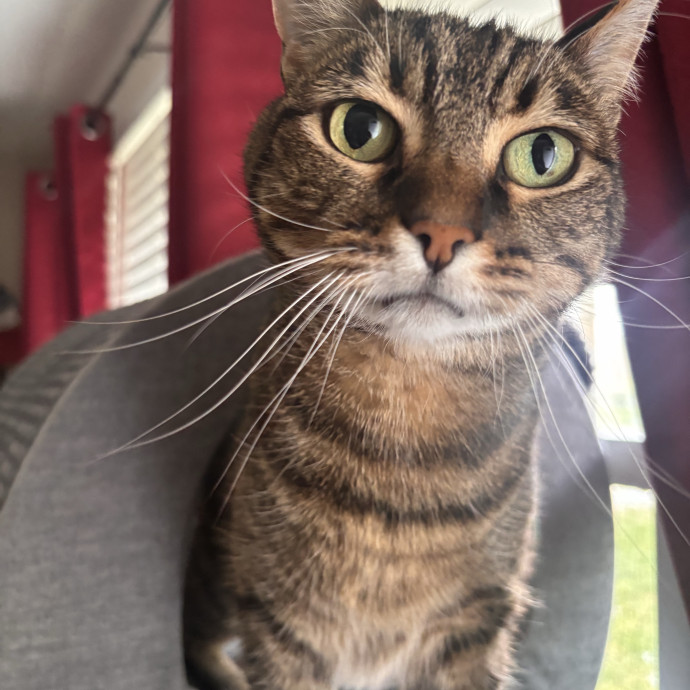 Your Kitties New Best Friend photo 2