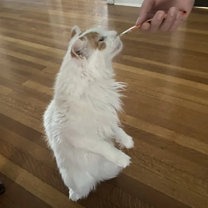 Seven Cats Approved Care