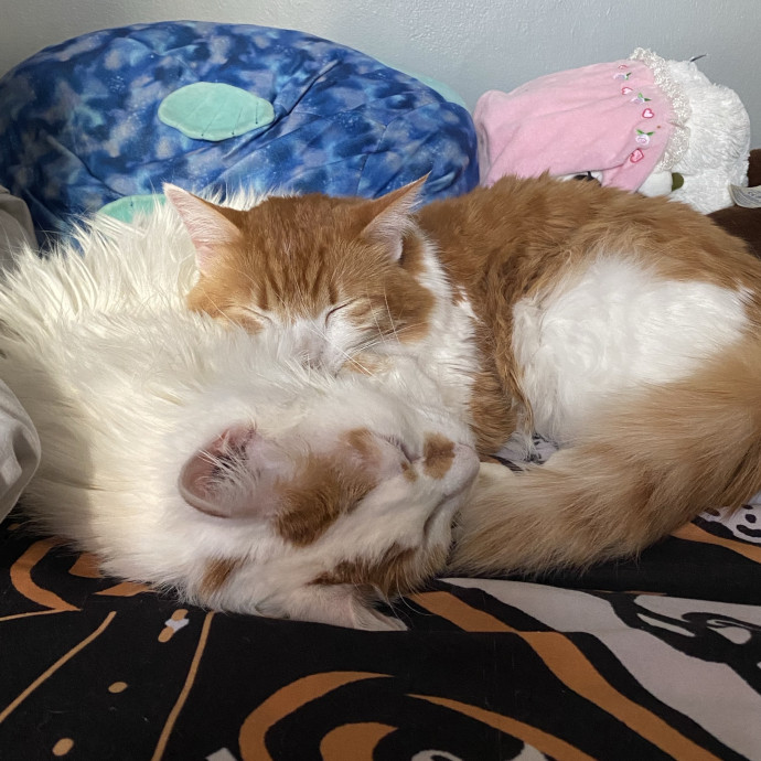 Your Local Queer Cat Sitter