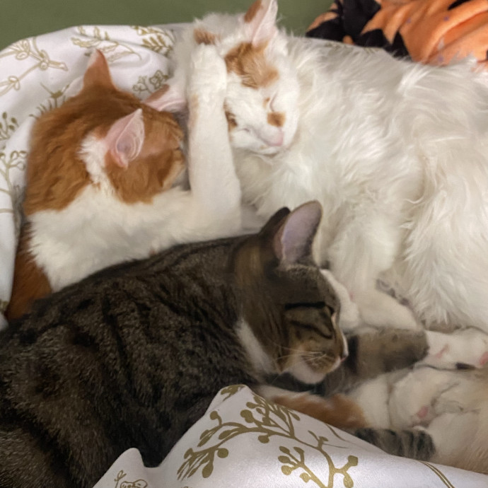 Your Local Queer Cat Sitter