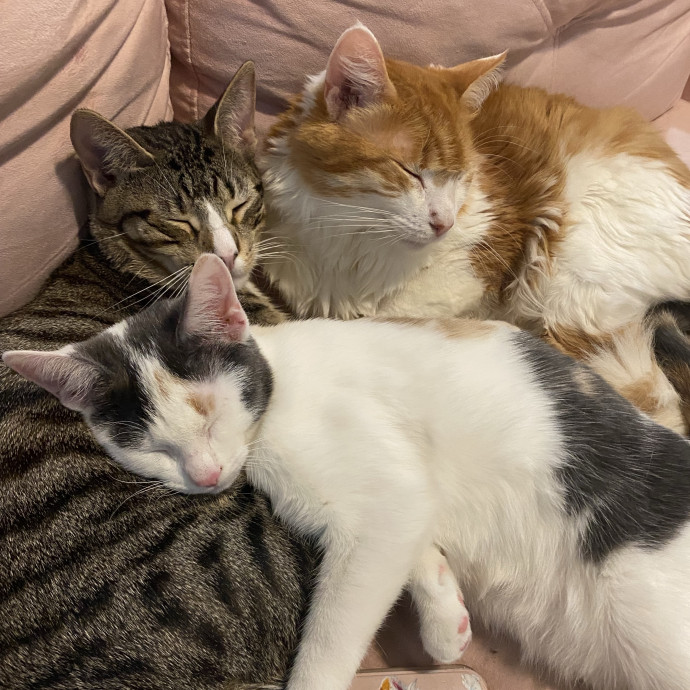 Your Local Queer Cat Sitter