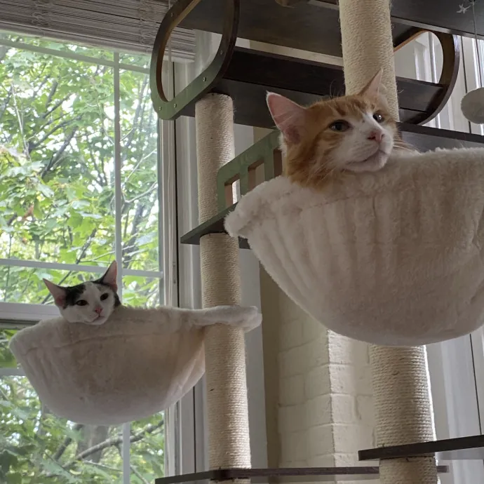 Seven Cats Approved Care