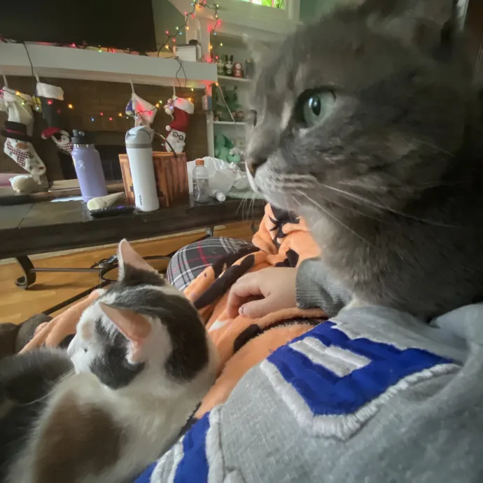 Seven Cats Approved Care