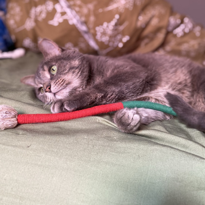 Your Local Queer Cat Sitter