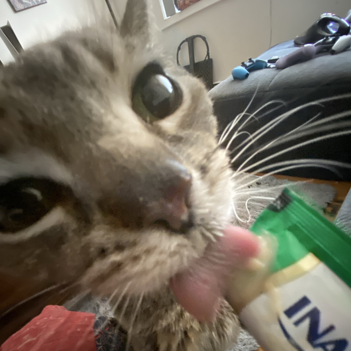 Your Local Queer Cat Sitter