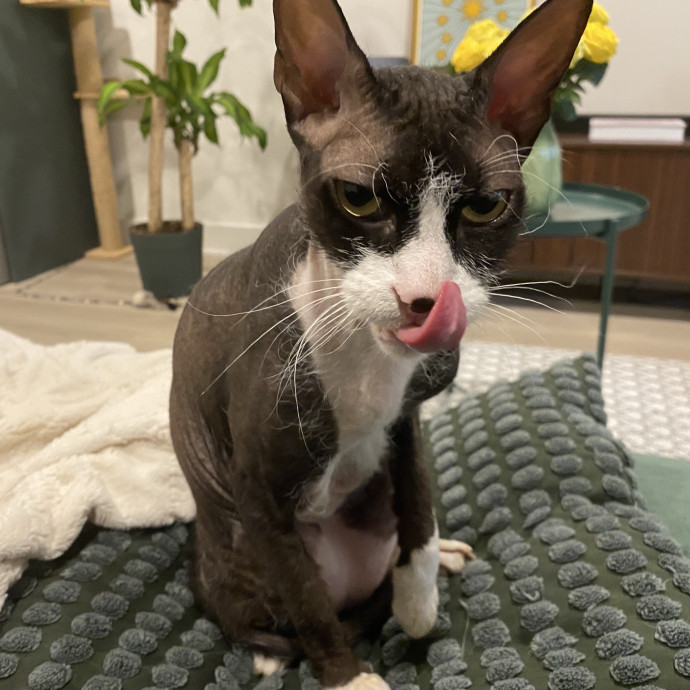Your Local Queer Cat Sitter