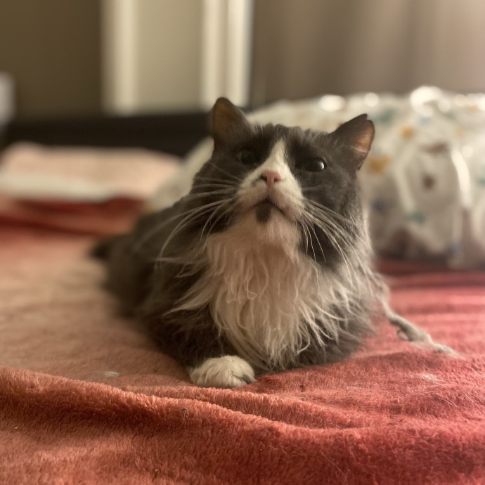Your Local Queer Cat Sitter photo 2