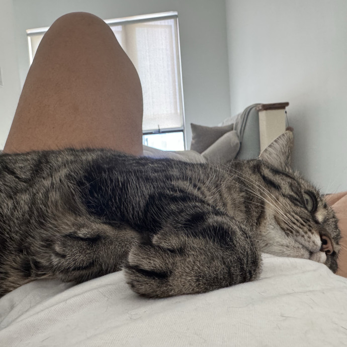 Iso Cat Sitter Book Me Today