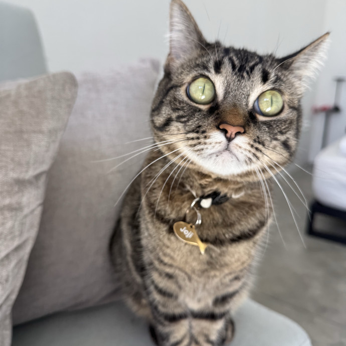 Iso Cat Sitter Book Me Today