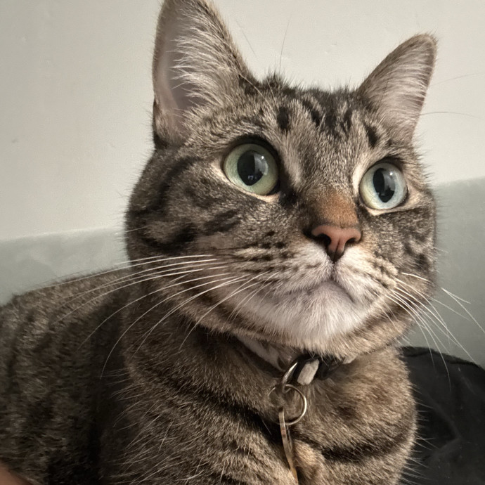Iso Cat Sitter Book Me Today photo 3