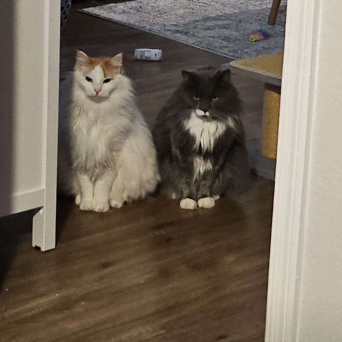 Your Cat's Best Friend While You're Away