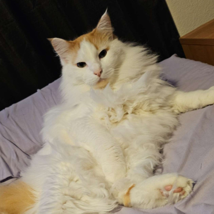 Your Cat's Best Friend While You're Away