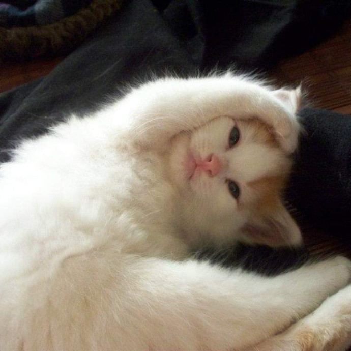 Your Cat's Best Friend While You're Away photo 3