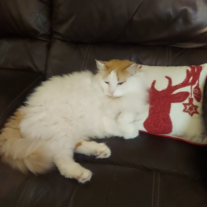 Your Cat's Best Friend While You're Away photo 2