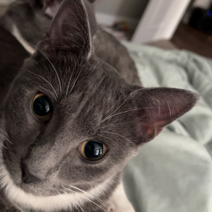Professional Cat Auntie
