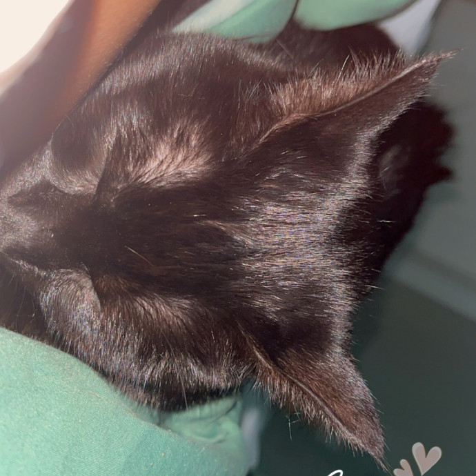 Professional Cat Auntie photo 3