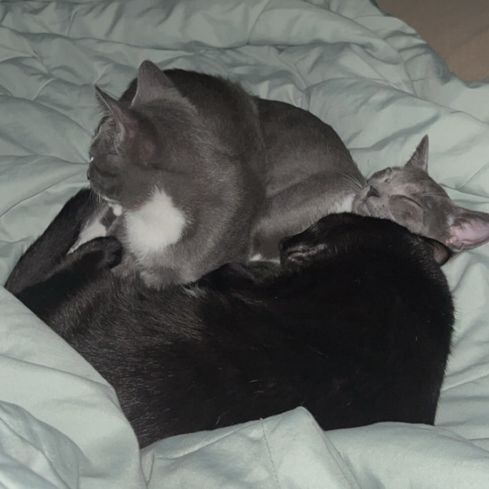 Professional Cat Auntie photo 2