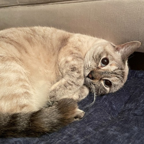 Esther The Most Cat-Friendly Human