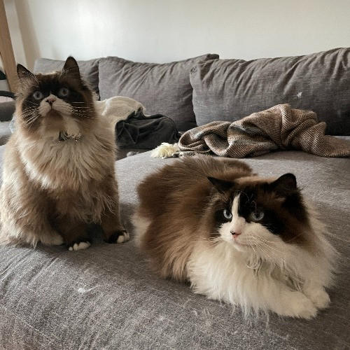 Esther The Most Cat-Friendly Human