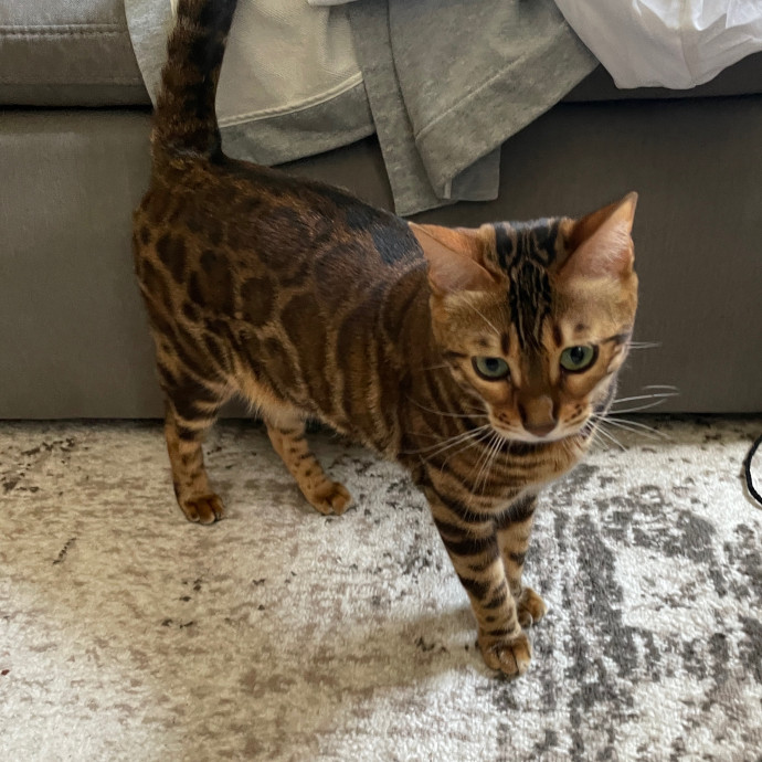 Esther The Most Cat-Friendly Human