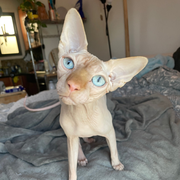Esther The Most Cat-Friendly Human