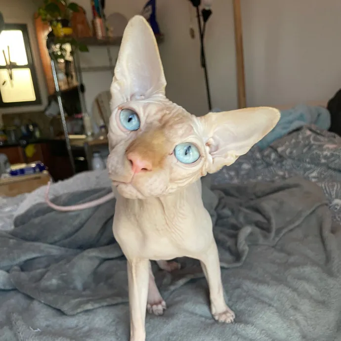 Esther The Most Cat-Friendly Human