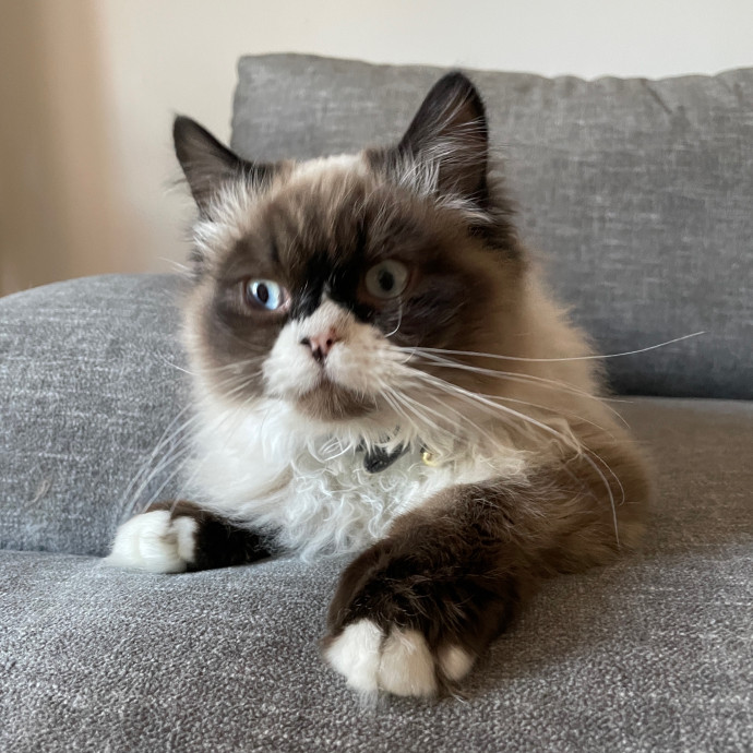 Esther The Most Cat-Friendly Human