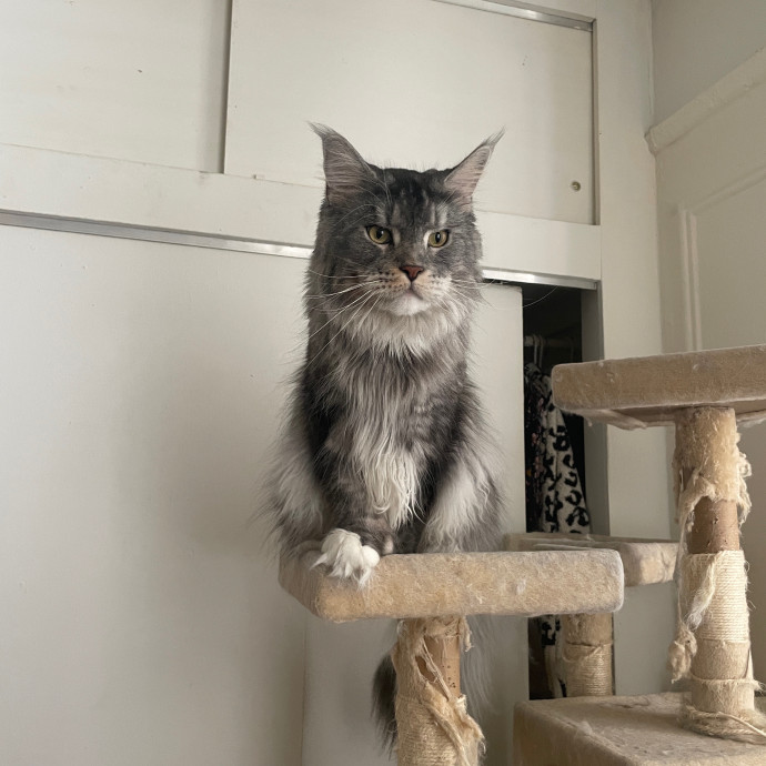 Esther The Most Cat-Friendly Human