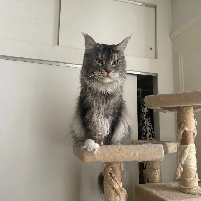 Esther The Most Cat-Friendly Human