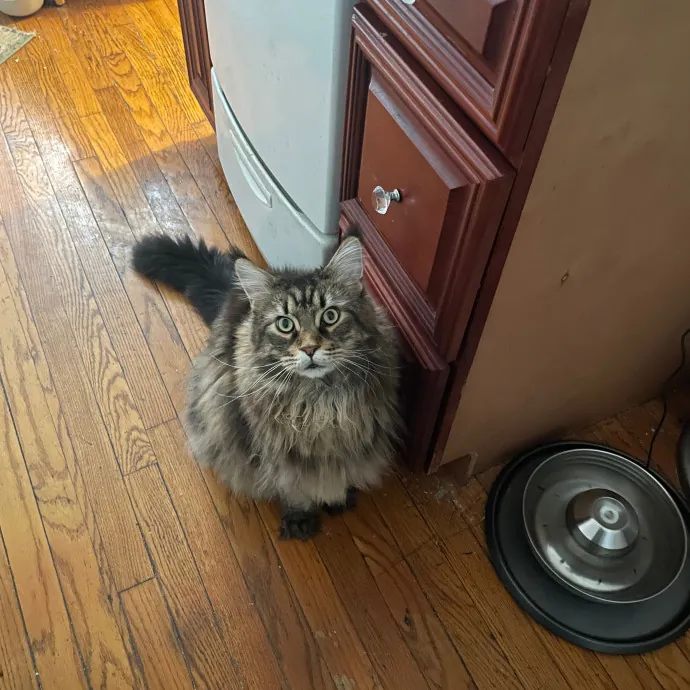 Esther The Most Cat-Friendly Human
