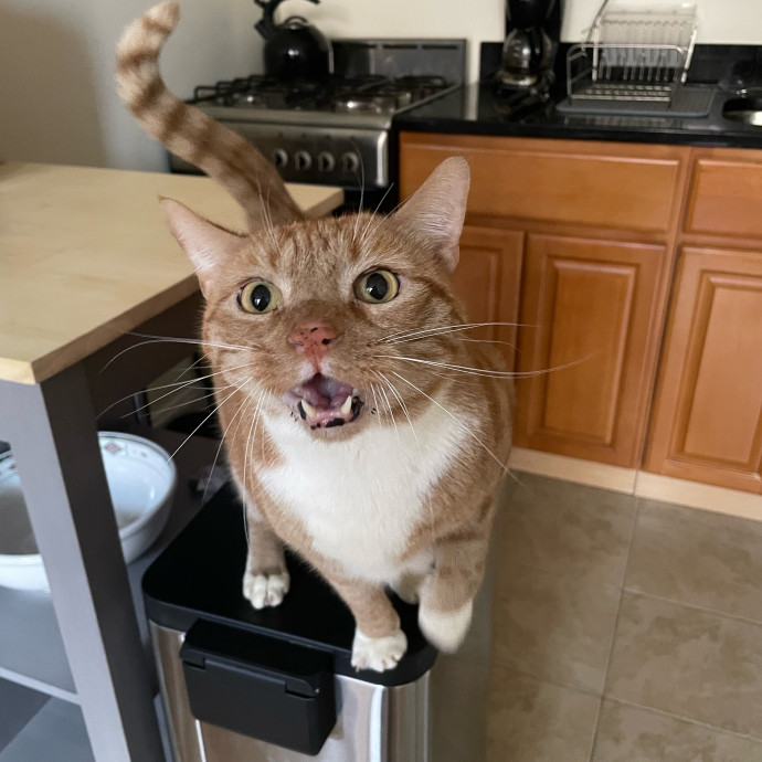 Esther The Most Cat-Friendly Human