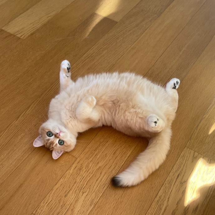 Esther The Most Cat-Friendly Human