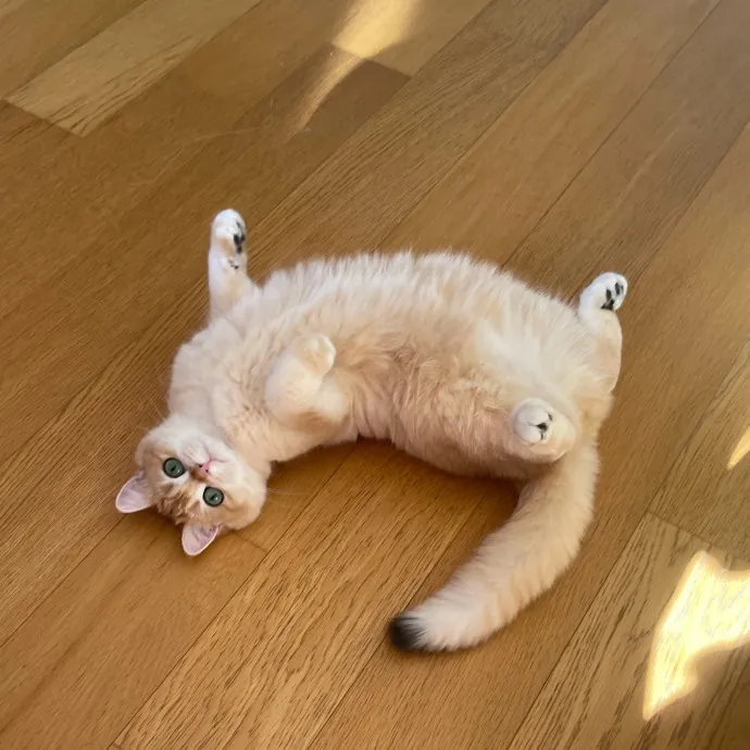 Esther The Most Cat-Friendly Human