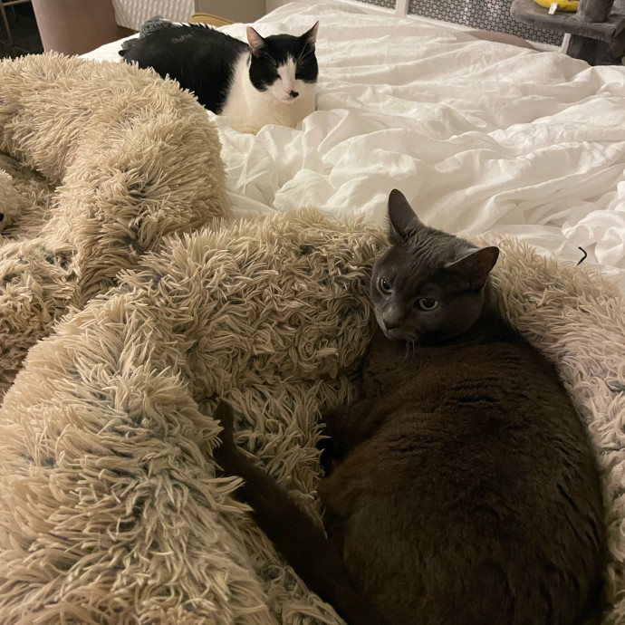 Esther The Most Cat-Friendly Human