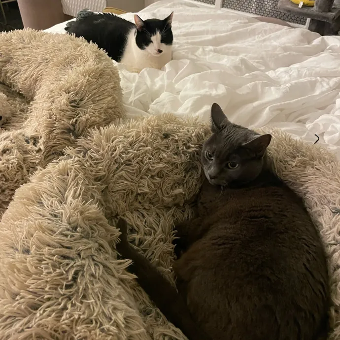 Esther The Most Cat-Friendly Human