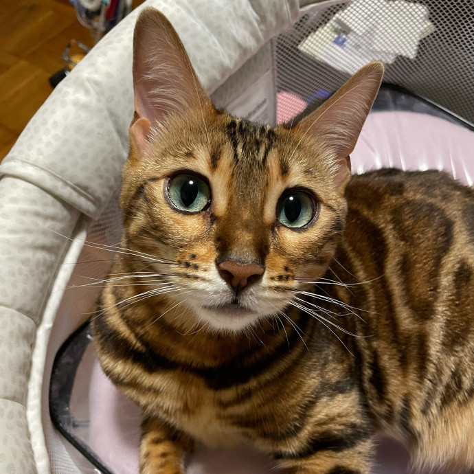 Esther The Most Cat-Friendly Human
