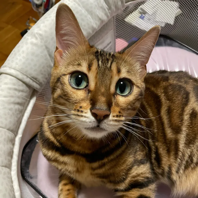 Esther The Most Cat-Friendly Human