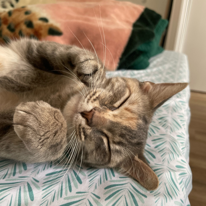 Esther The Most Cat-Friendly Human