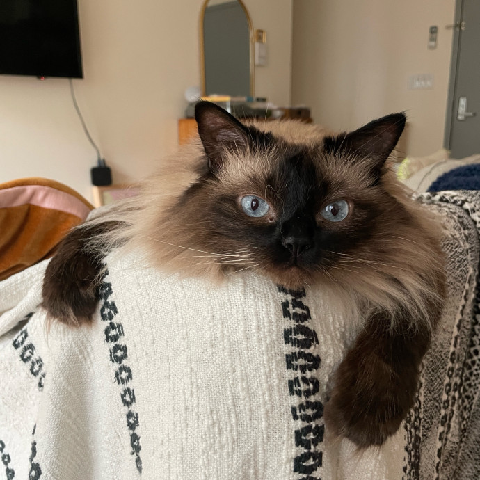 Esther The Most Cat-Friendly Human
