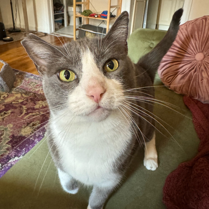 Esther The Most Cat-Friendly Human