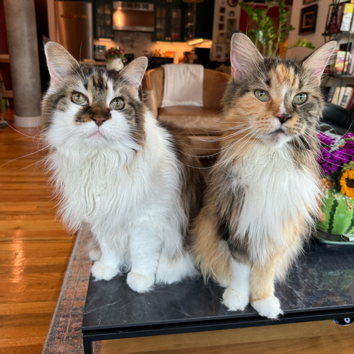 Esther The Most Cat-Friendly Human