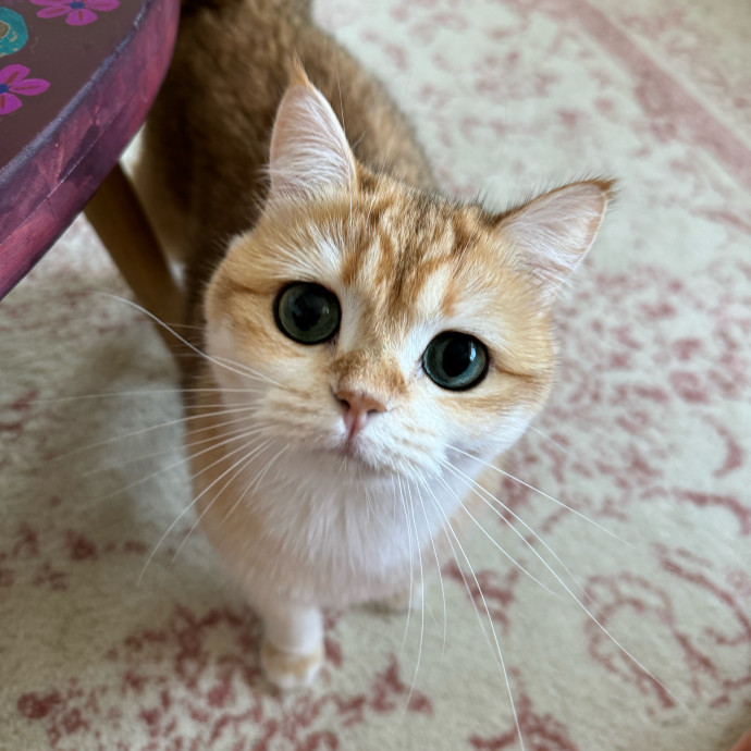 Esther The Most Cat-Friendly Human