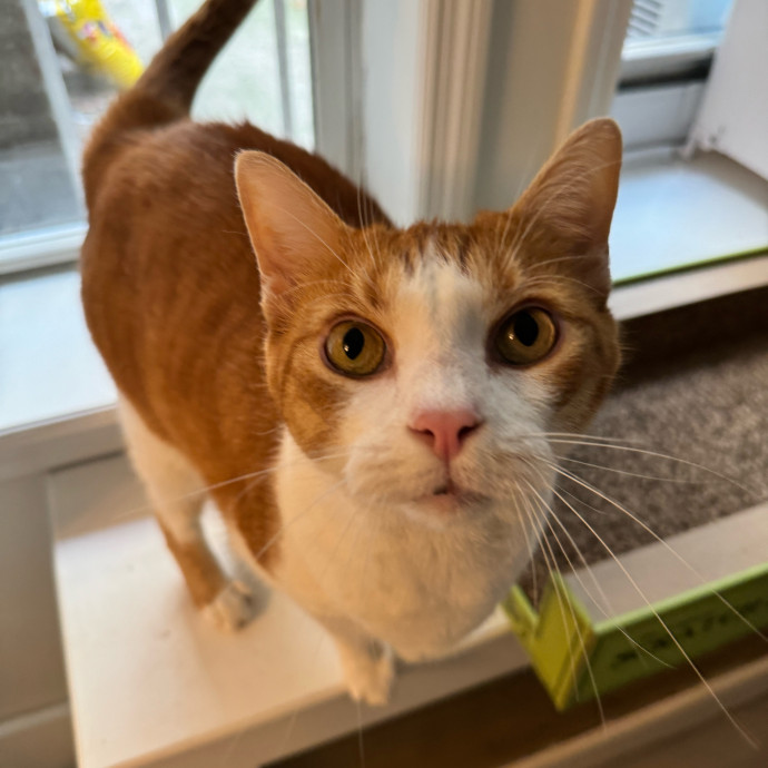 Esther The Most Cat-Friendly Human