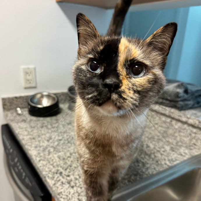 Esther The Most Cat-Friendly Human