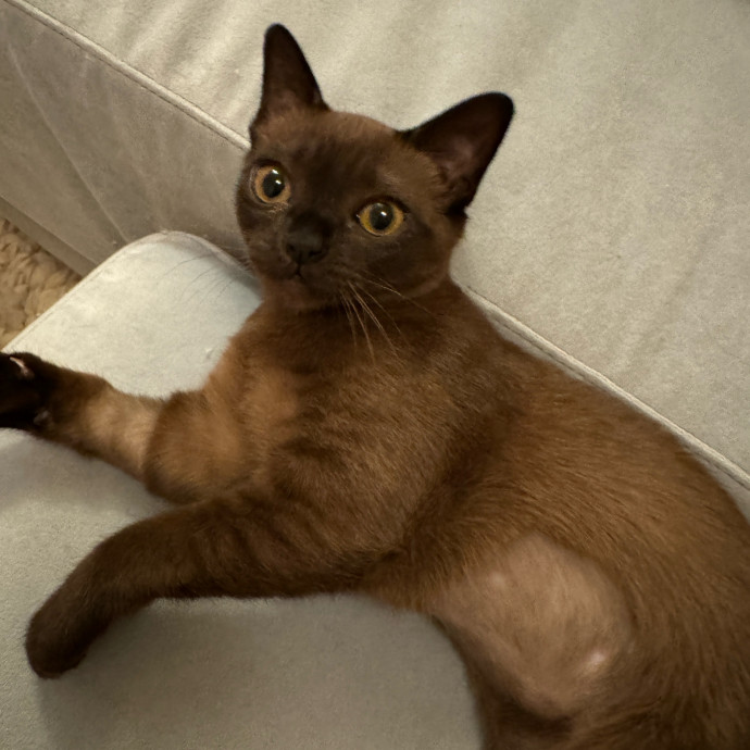 Esther The Most Cat-Friendly Human