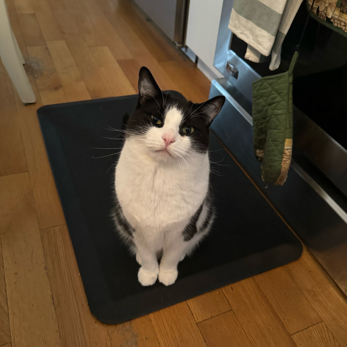 Esther The Most Cat-Friendly Human