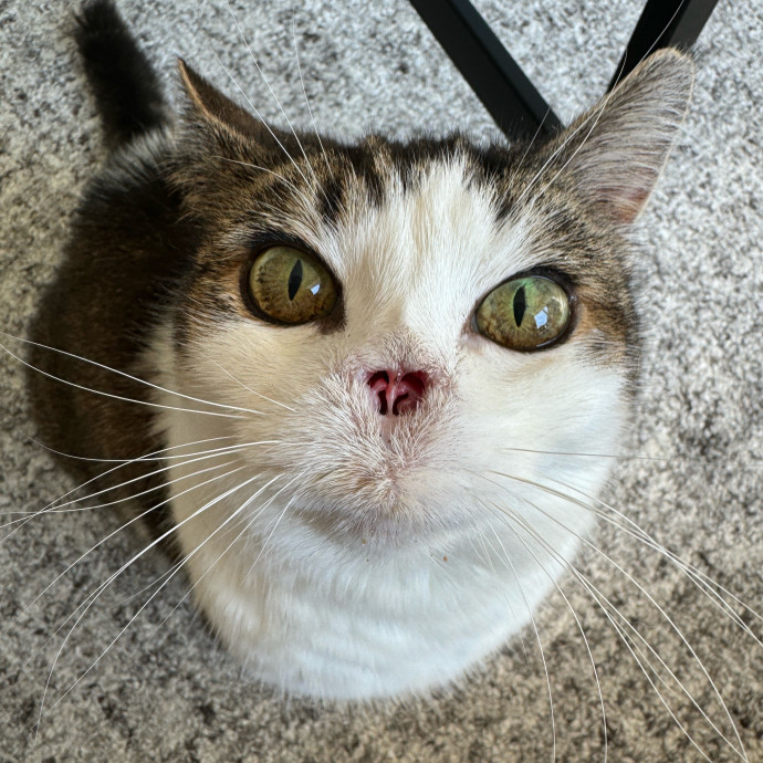 Esther The Most Cat-Friendly Human